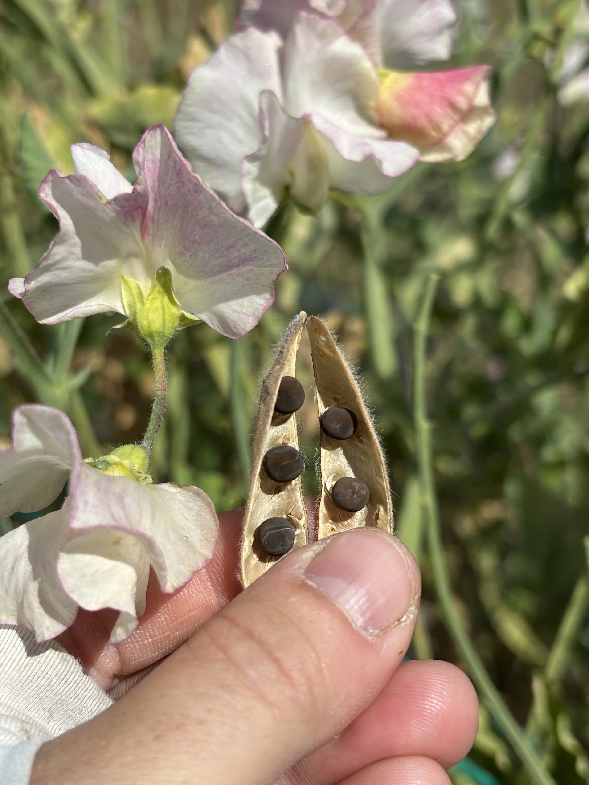 Sweet Pea Seed Saving