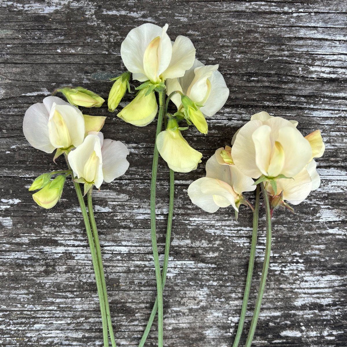 Creamy-Blush Sweet Peas