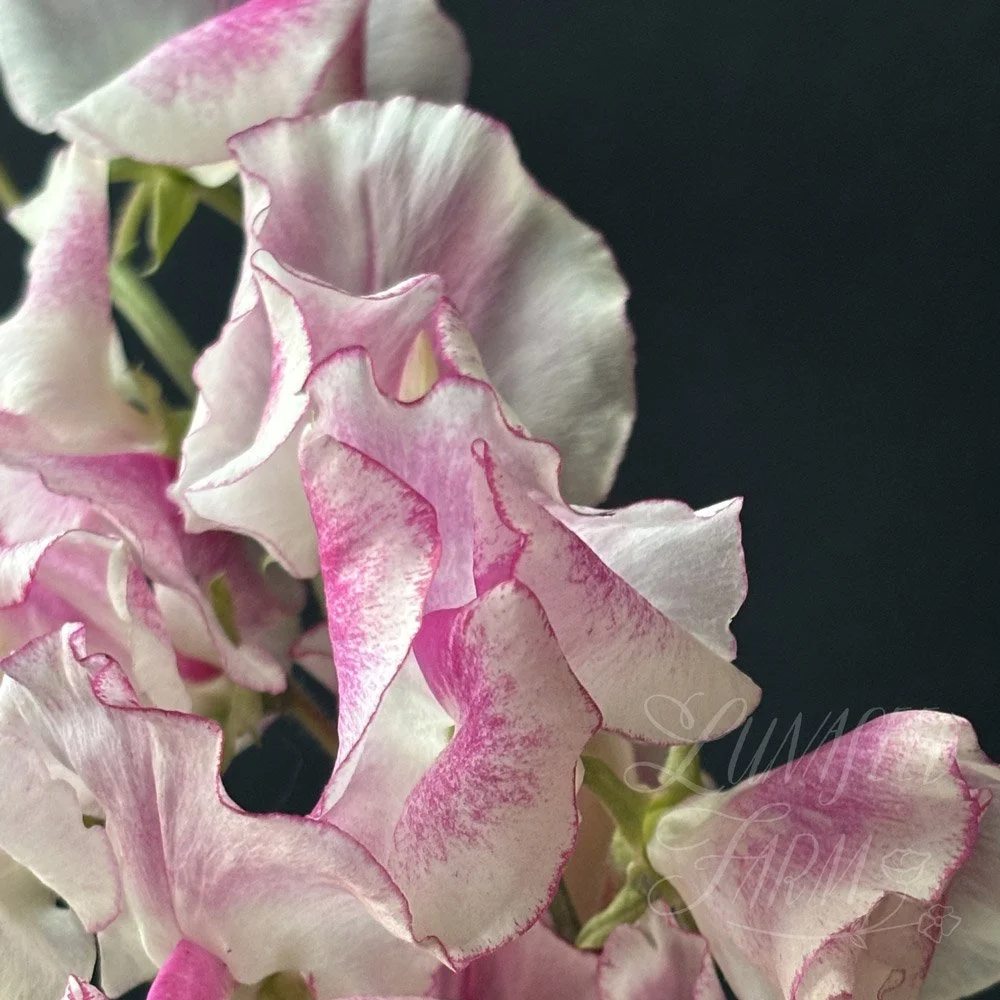 Karen Michelle Sweet Pea