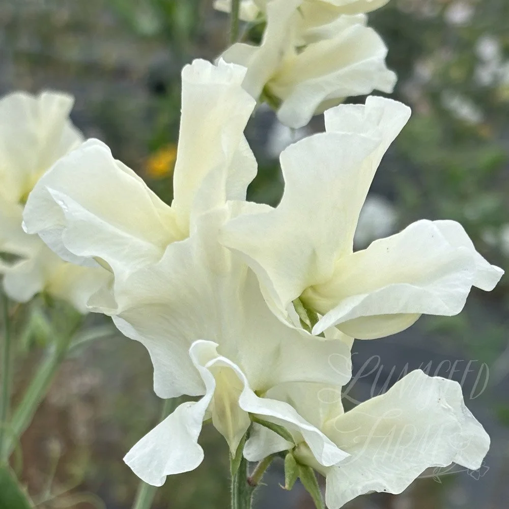 Serenity Remembered Sweet Pea