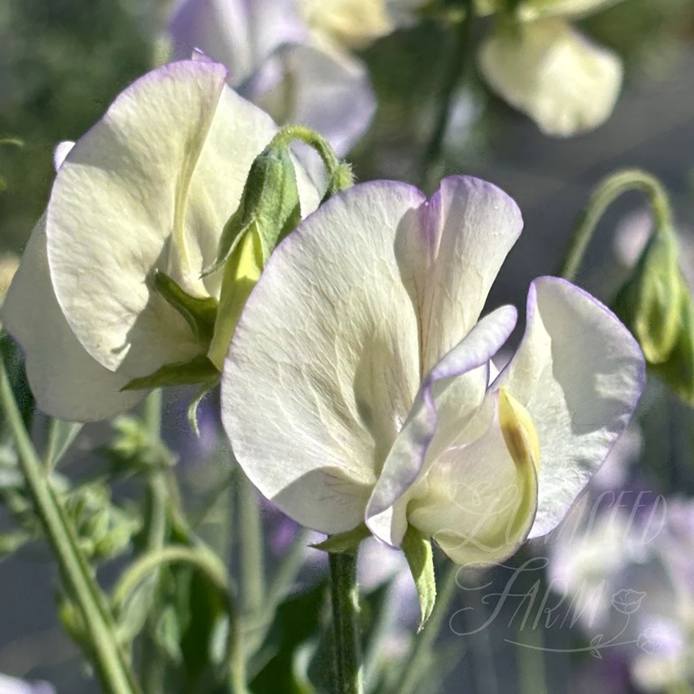Cream Eggs Sweet Pea