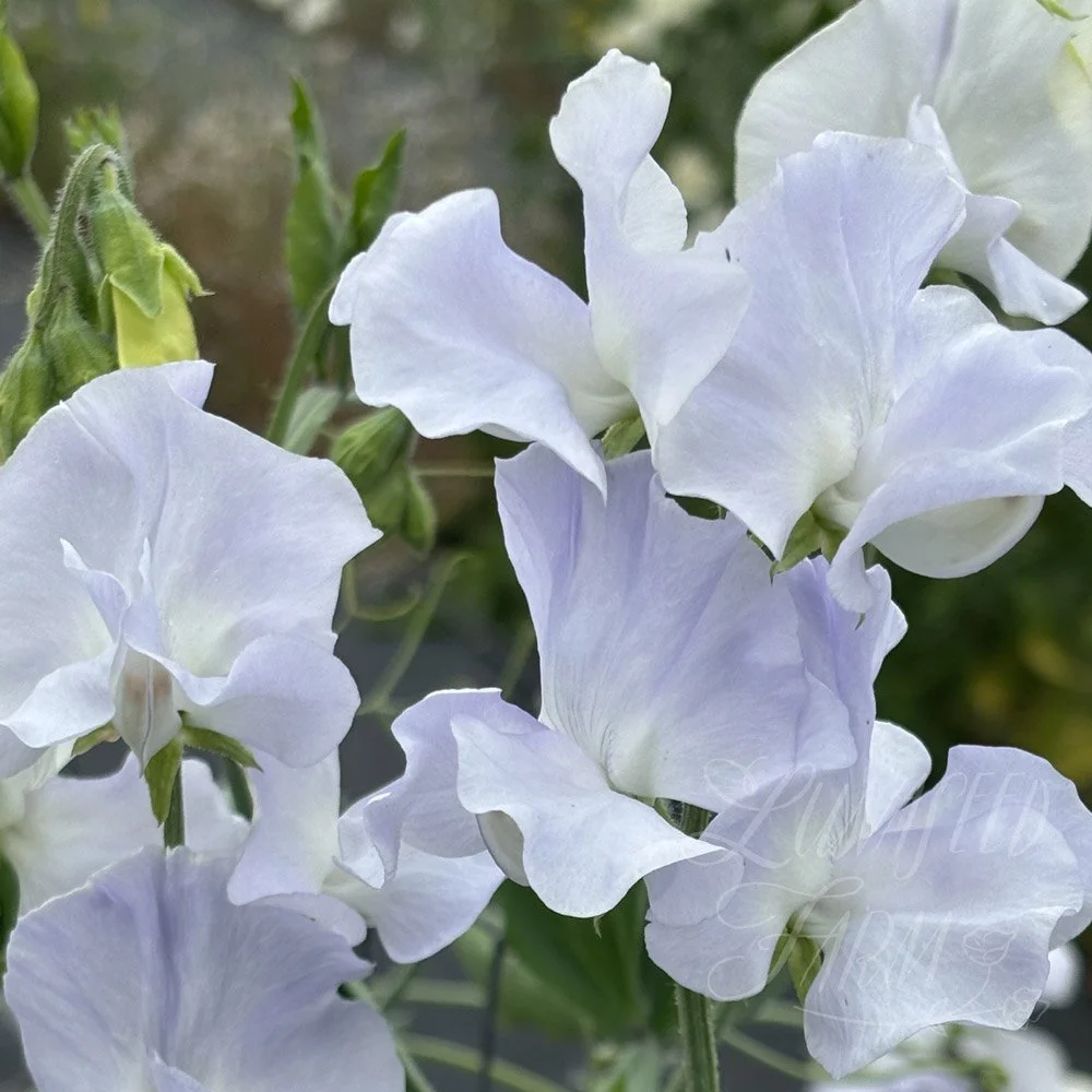 Beverly Ann Sweet Pea