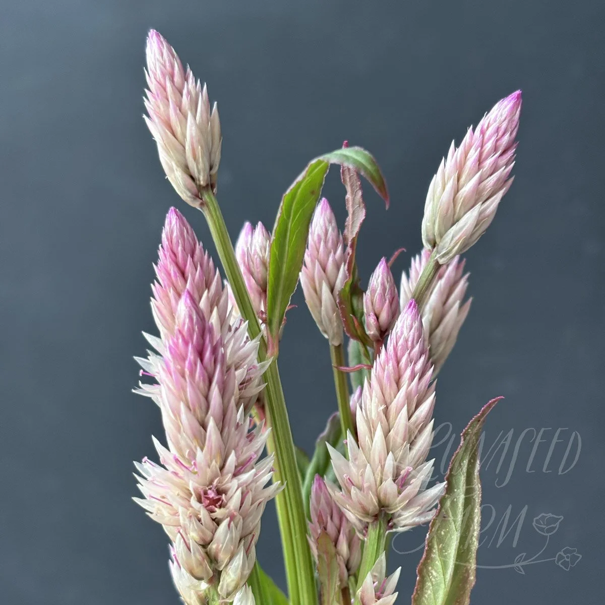 Celosia 'Xantippe' Seed