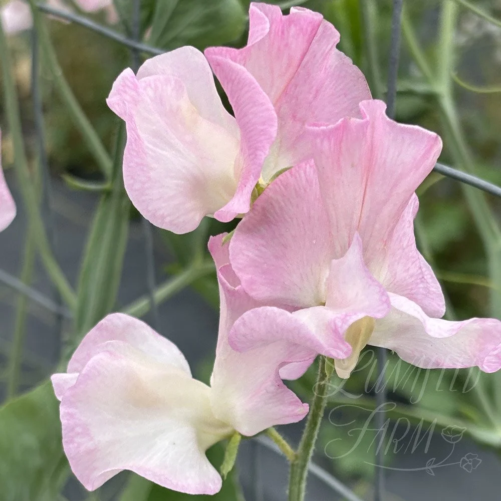 Sweet Pea Elizabeth Shorthouse
