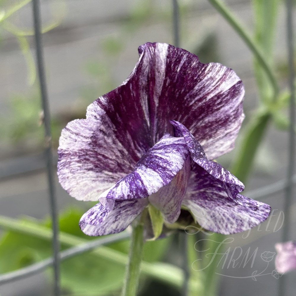 Sweet Pea Earl Grey