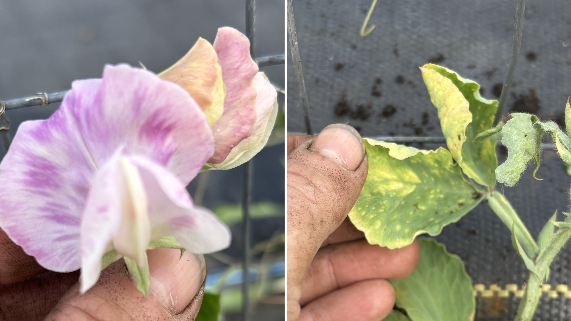 Mosaic in sweet peas