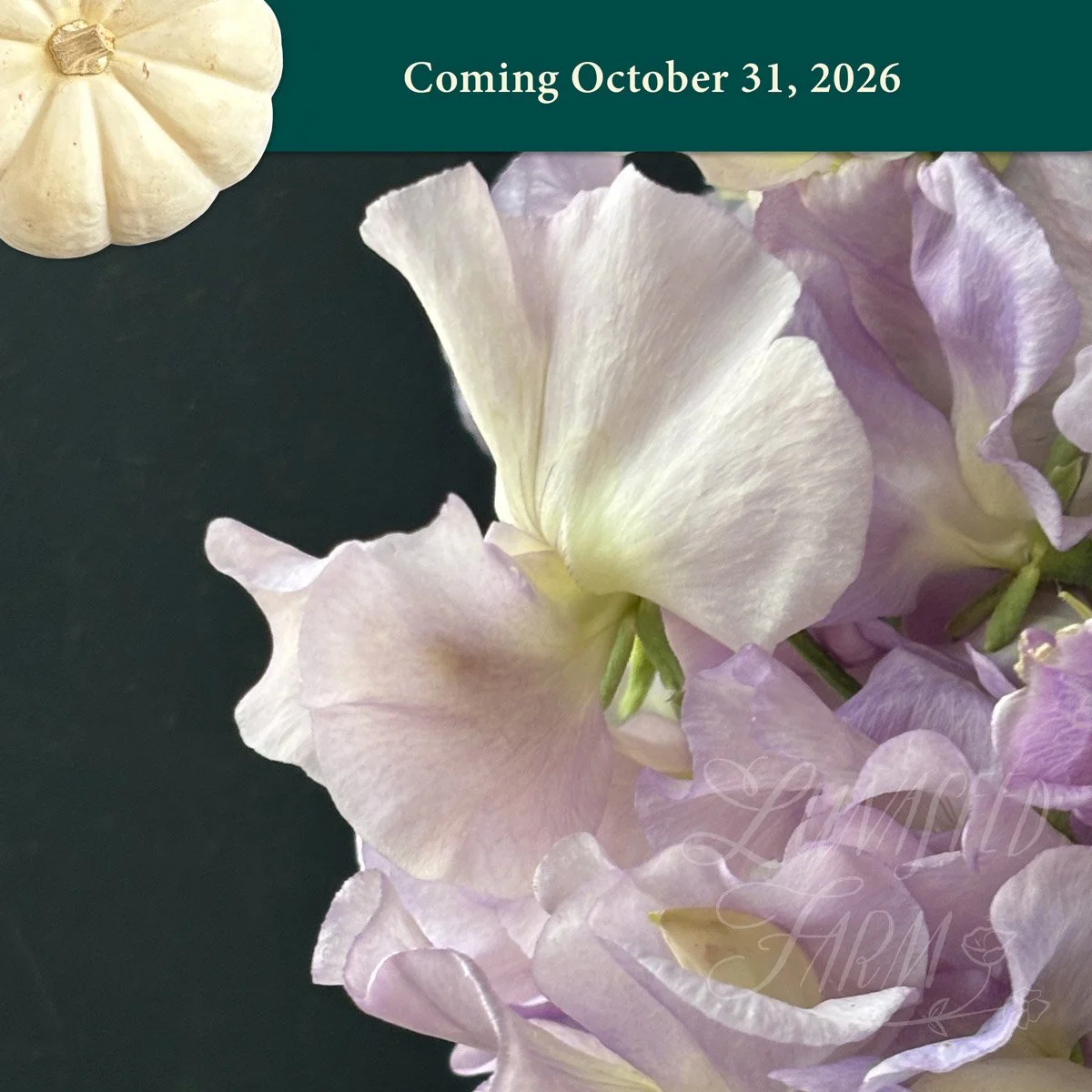 Gerry Cullinan sweet pea seeds