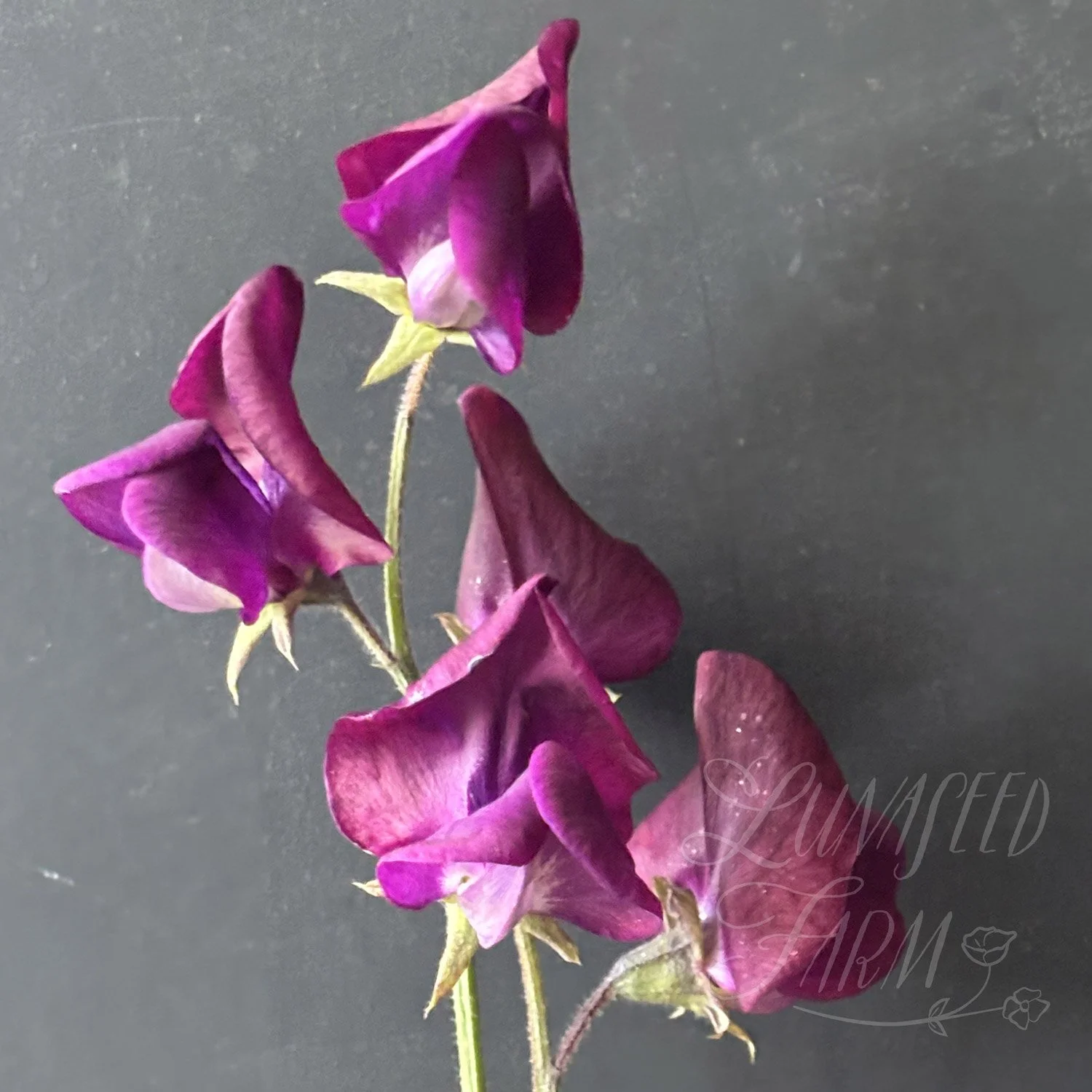 Hannah Dale Sweet Pea Seeds