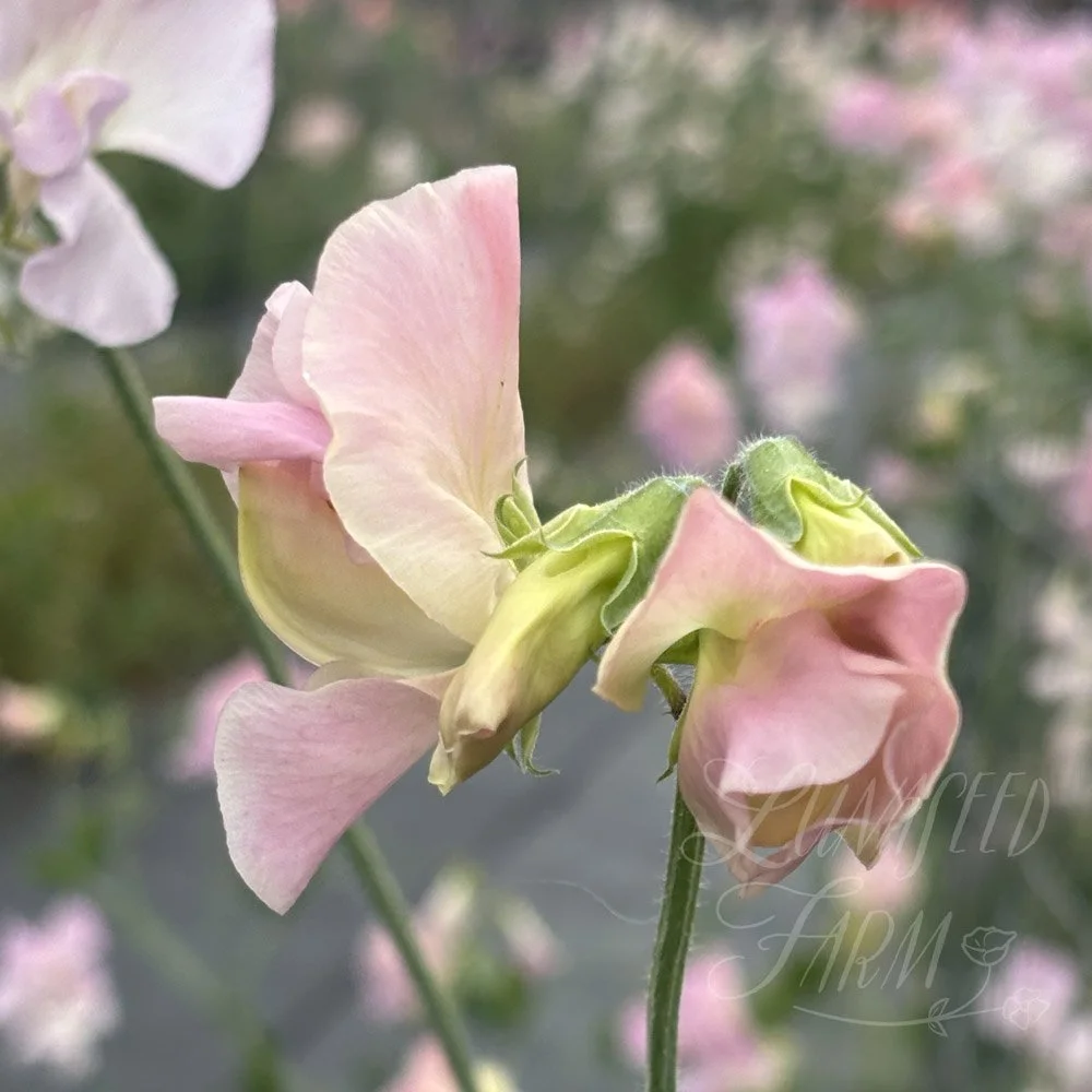 Lynn Fiona sweet pea