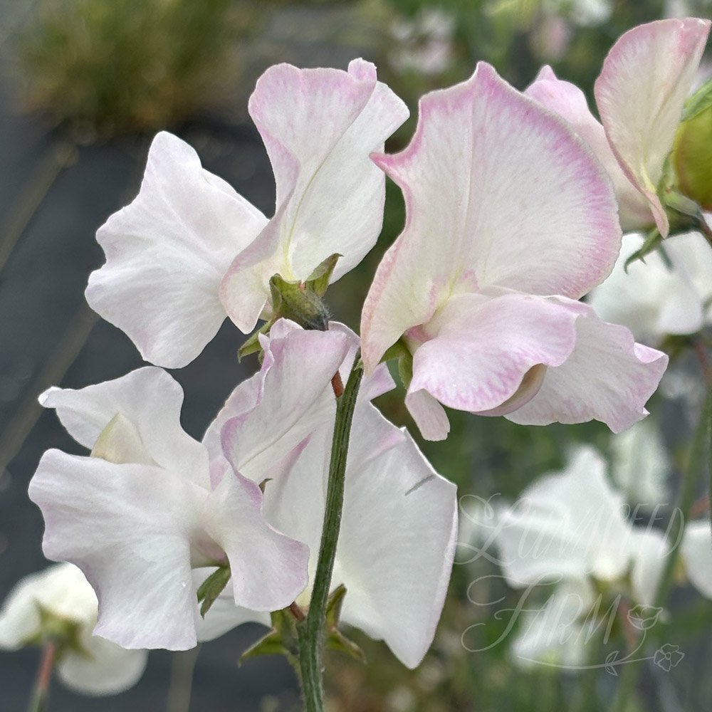 Sweet Pea Jacqueline Heather