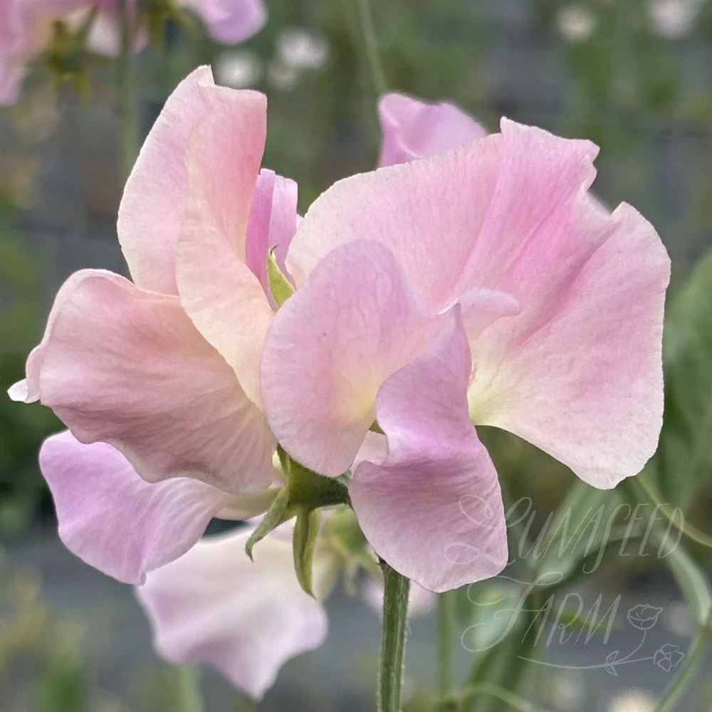 Lynn Fiona sweet pea