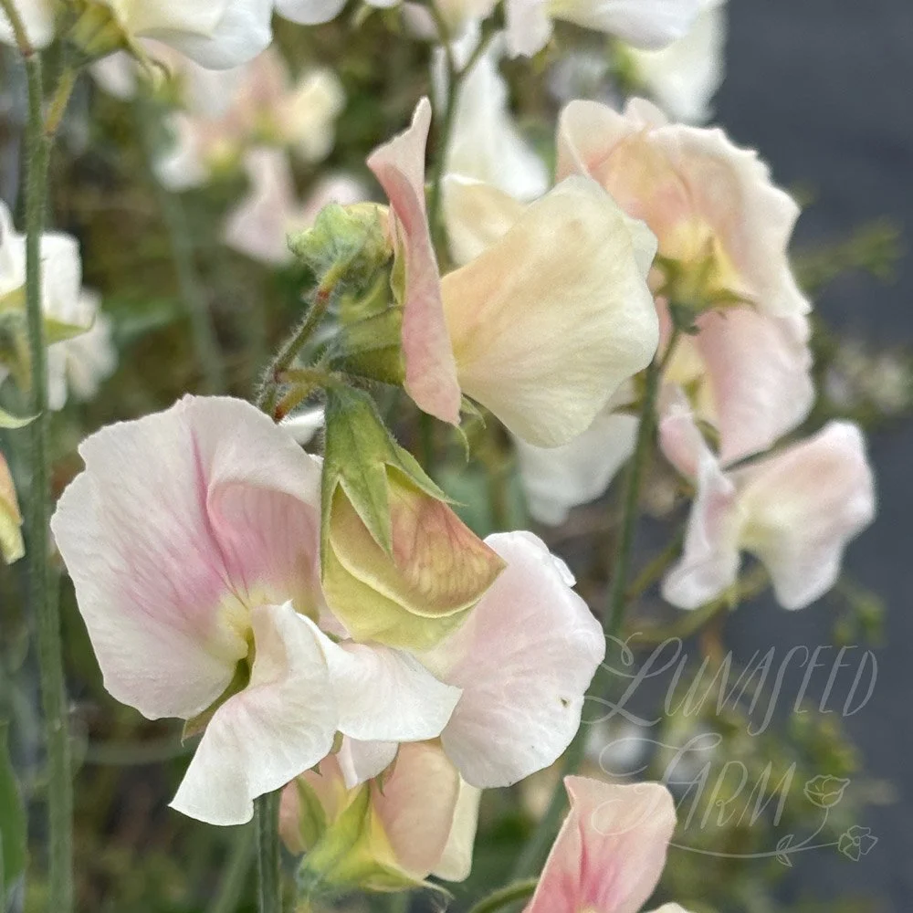Sweet Pea Frilly Milly