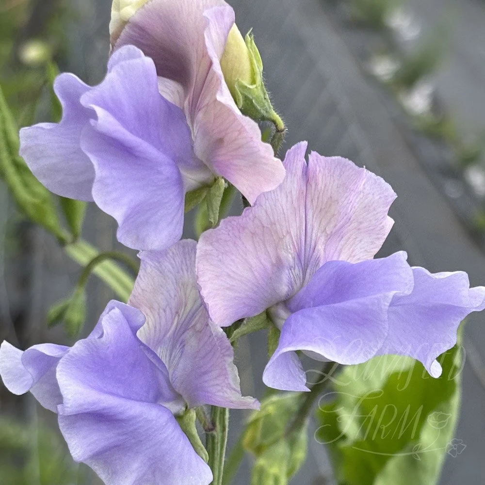 Sweet Pea Glynne Collins