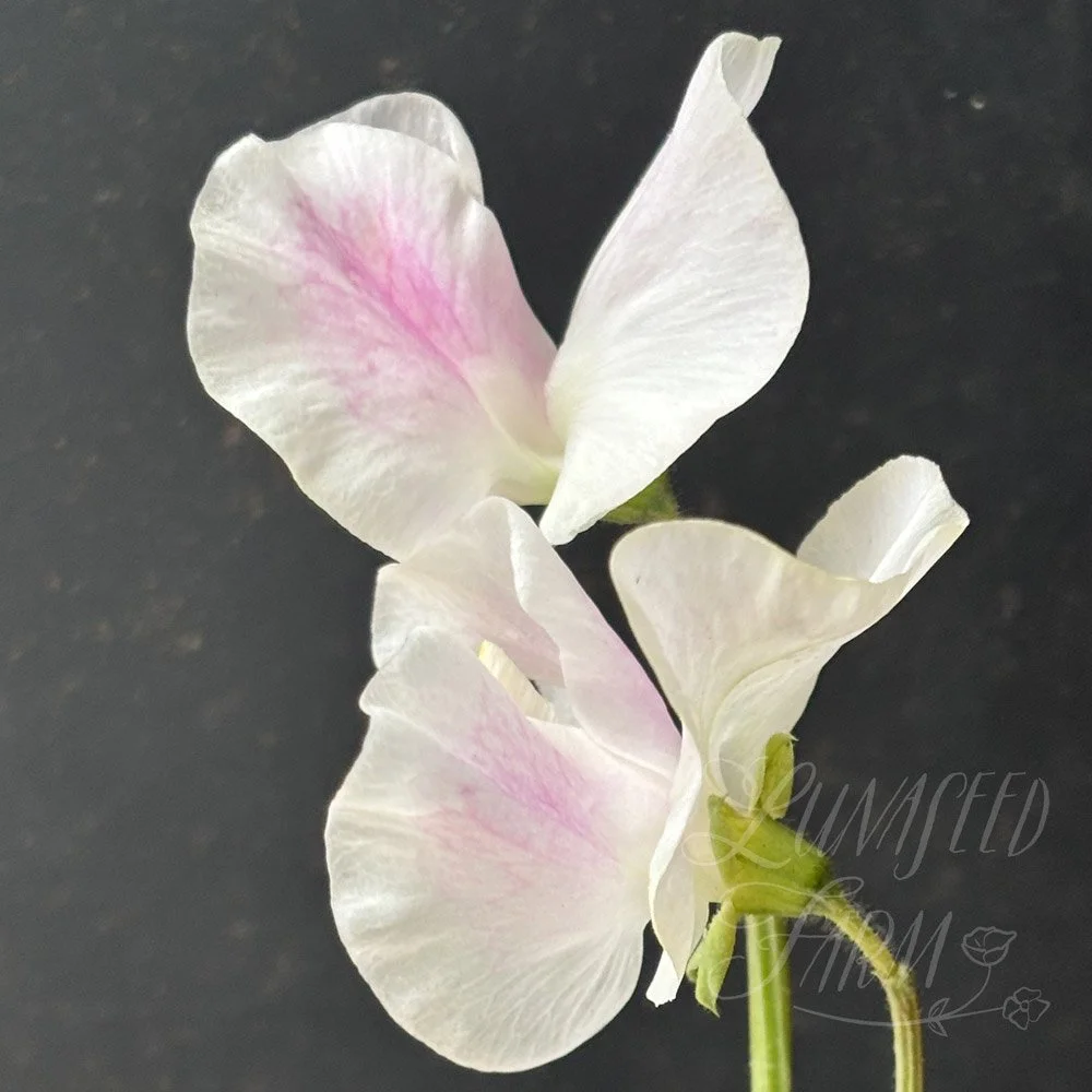 Sweet Pea Margaret Hughson
