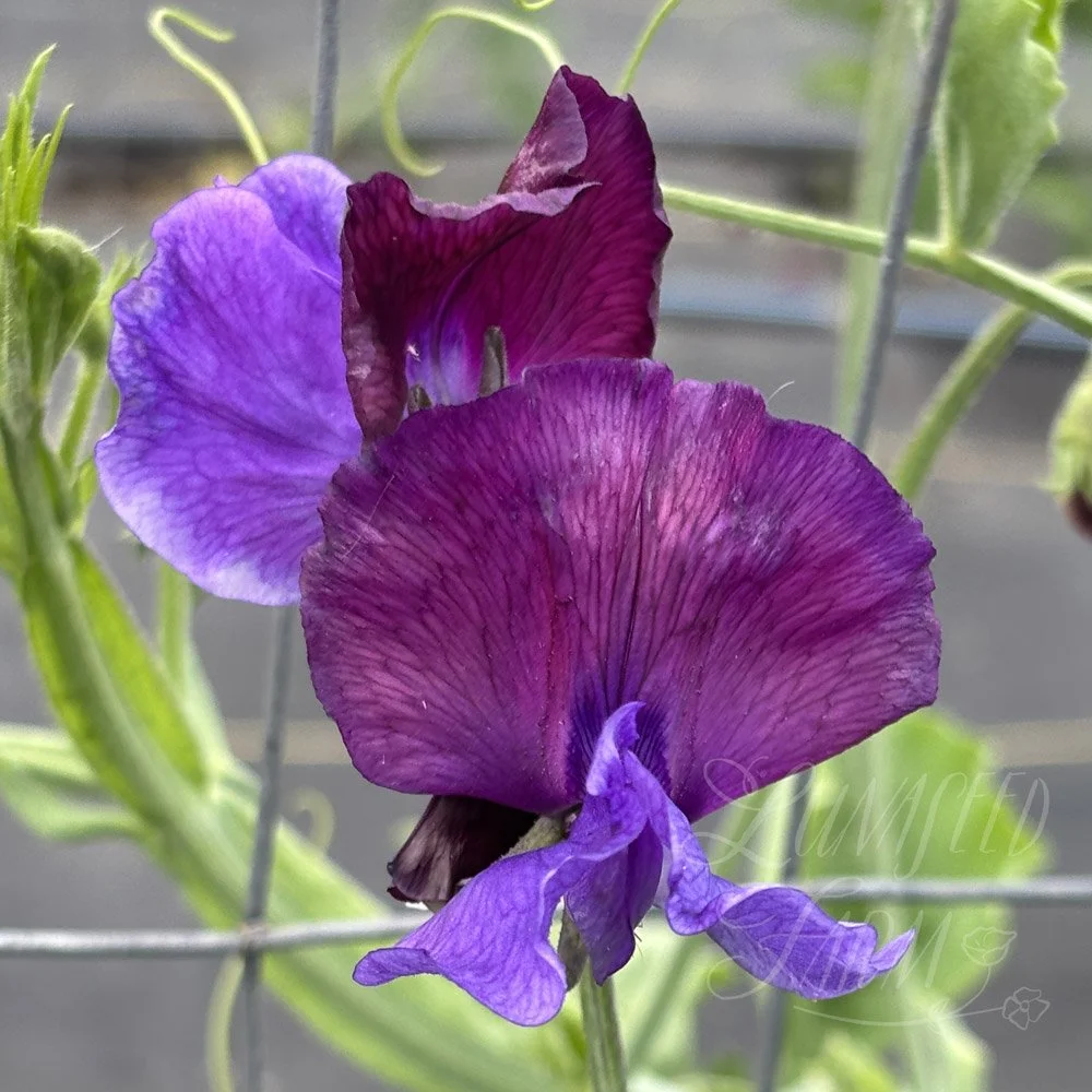 Sweet Pea Just Christine