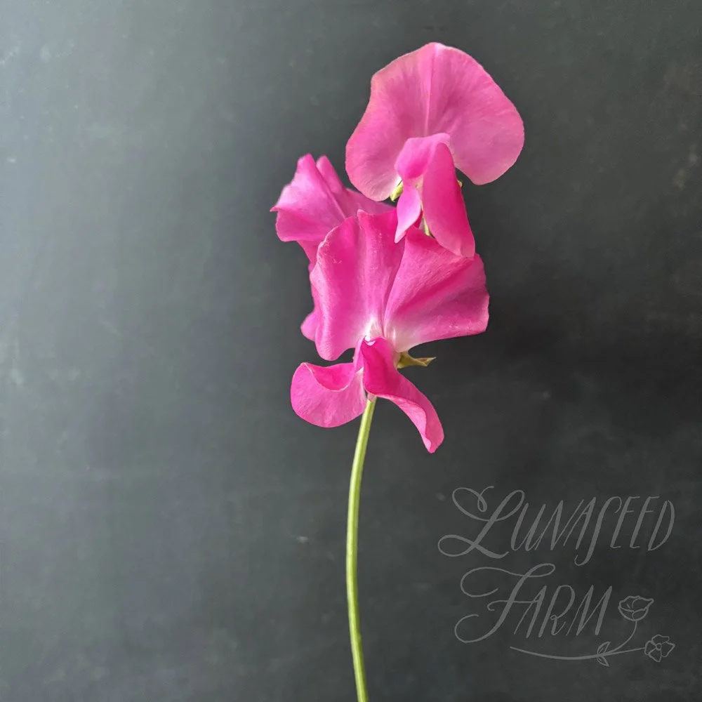 Somerset Lady Sweet Pea