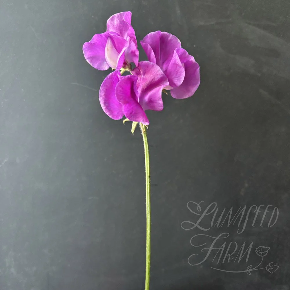 Bridget McAleer Sweet Pea