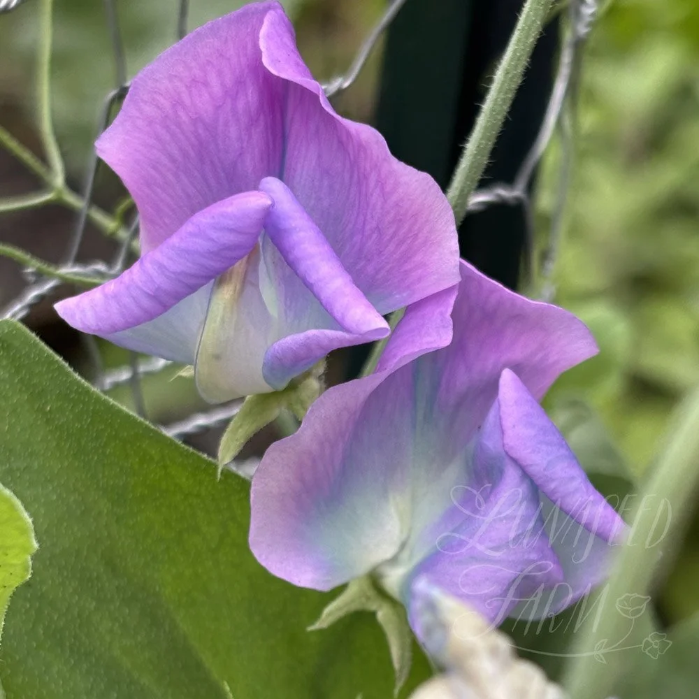 Turquoise Lagoon Sweet Pea