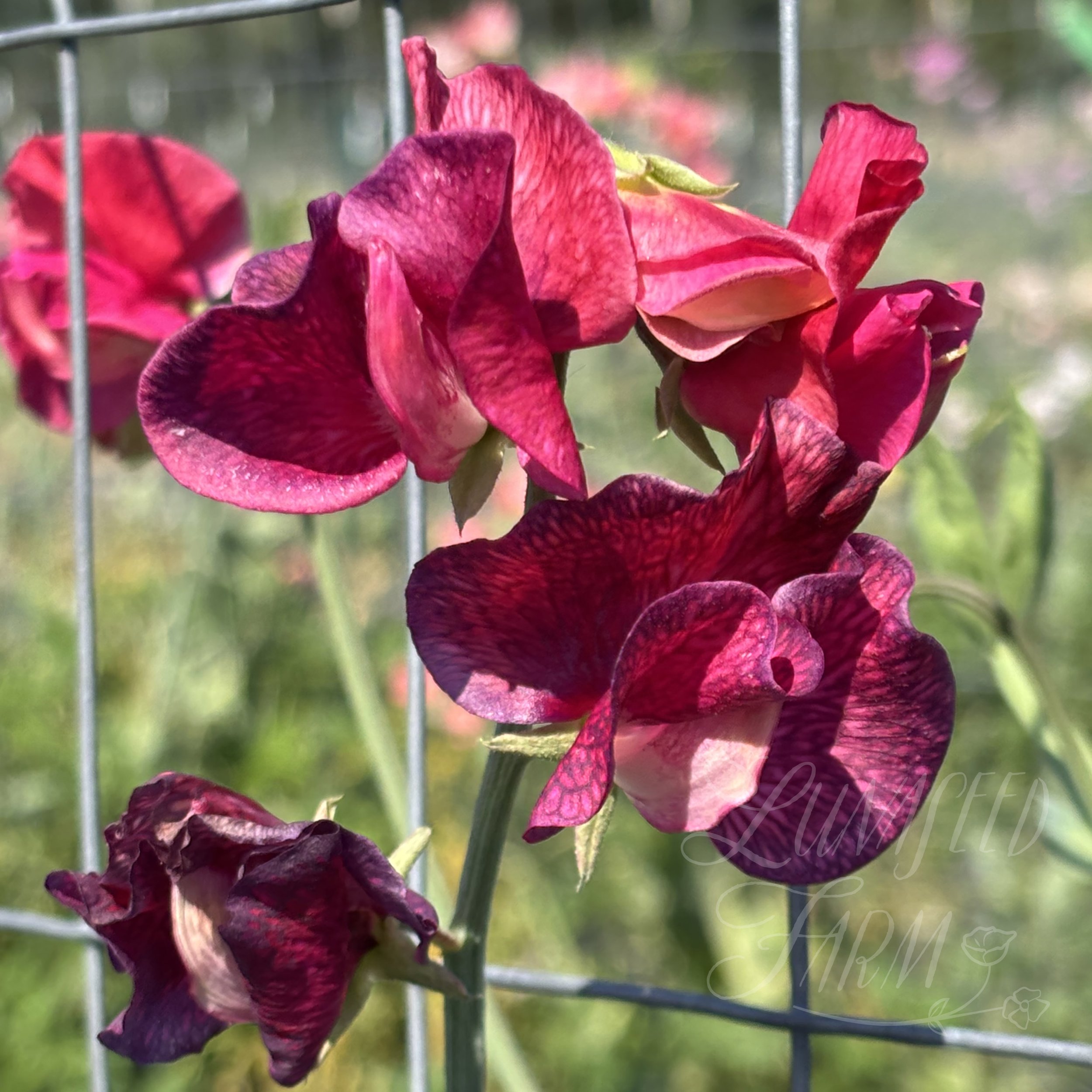 Sweet Pea Future Shock
