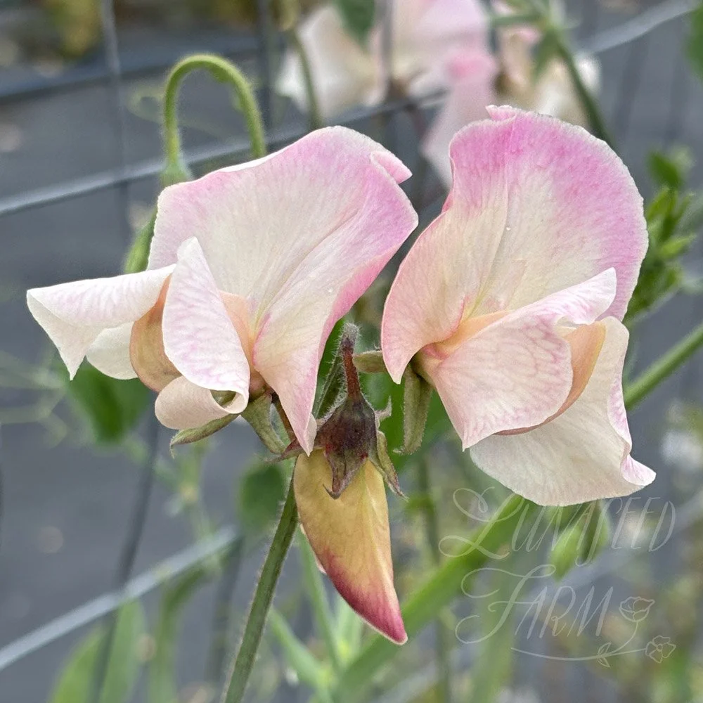Bix Sweet Pea