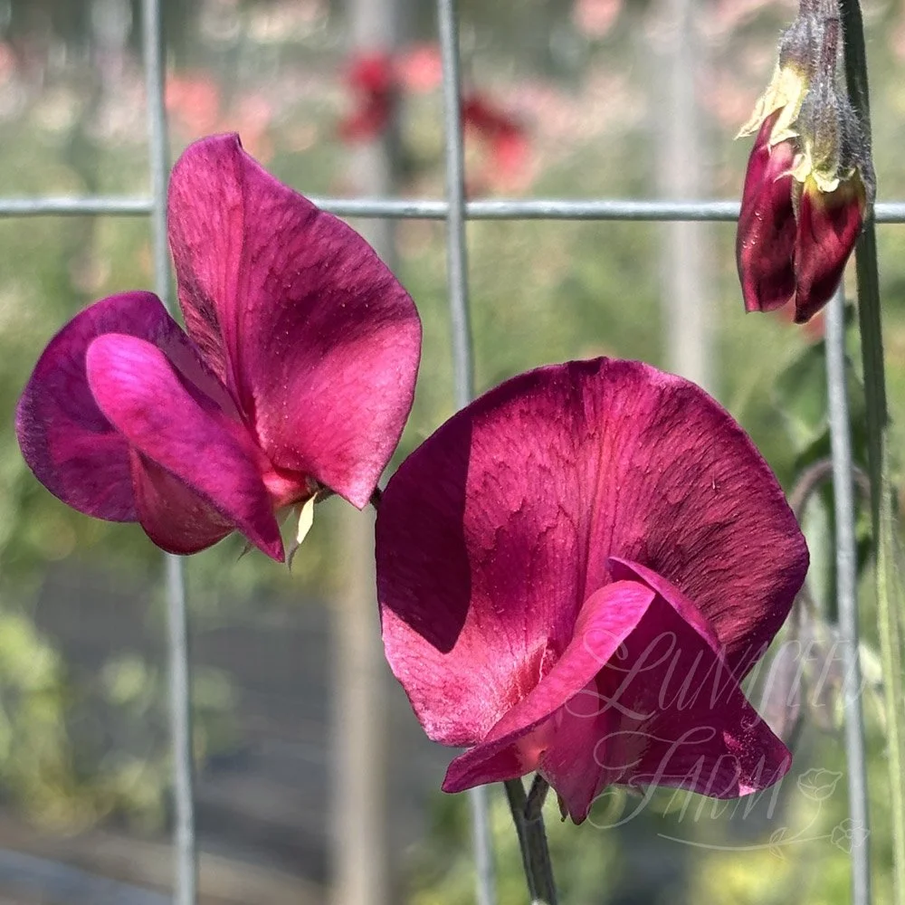 Ruby's Gown Sweet Pea