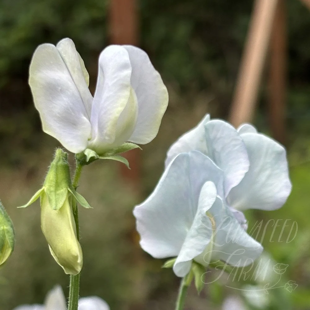 Sweet Pea Lunar Blue