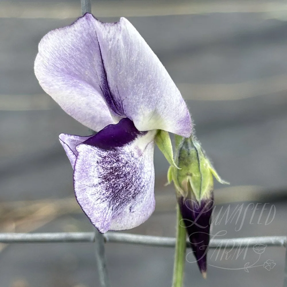 Tom Atherton Sweet Pea Seeds