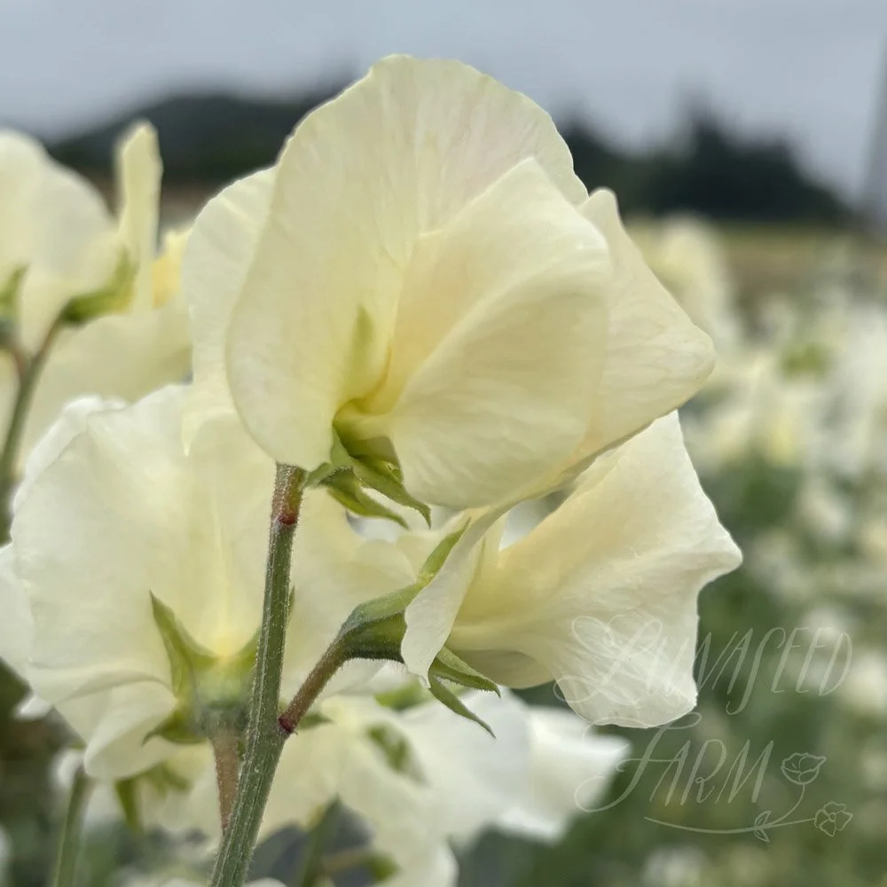 Serenity Remembered Sweet Pea