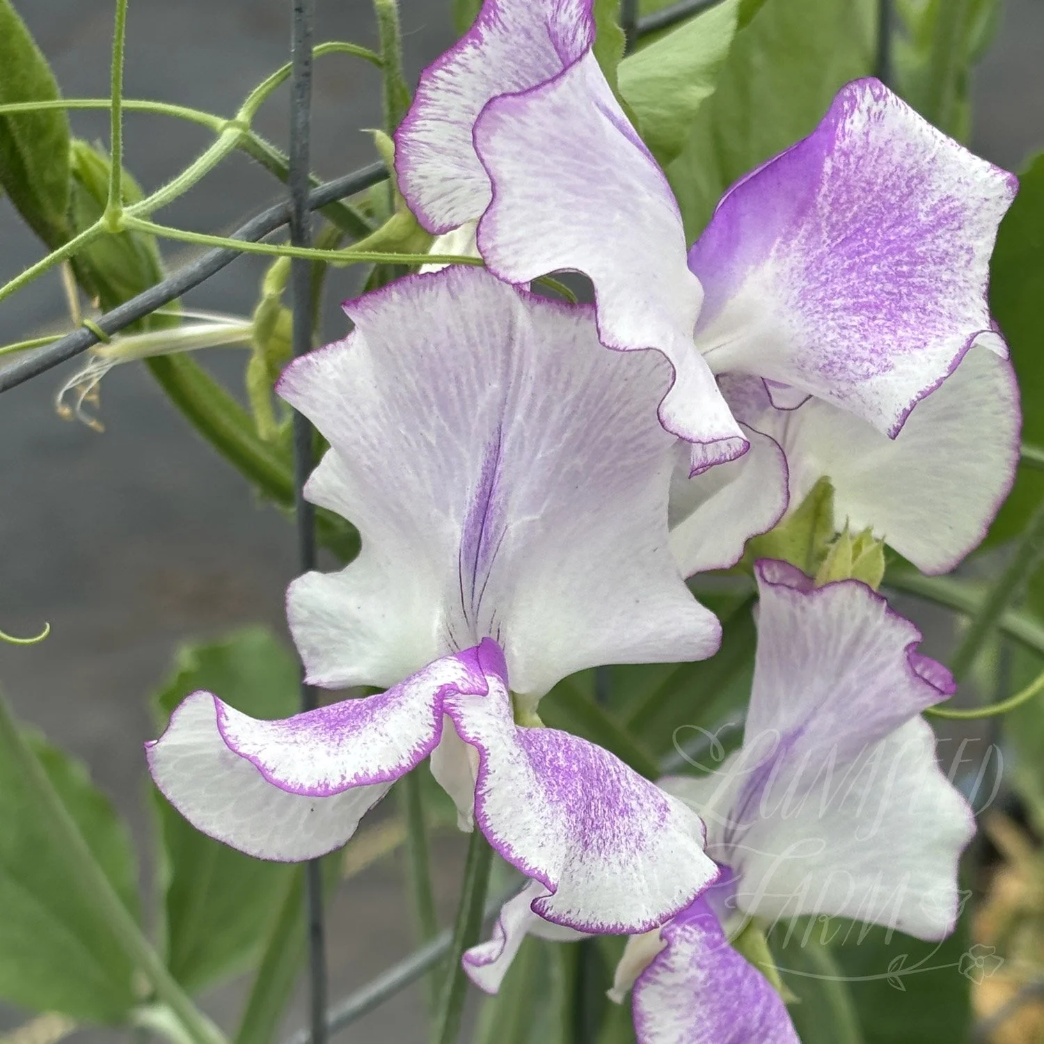 Sir Jimmy Shand Sweet Pea Seeds