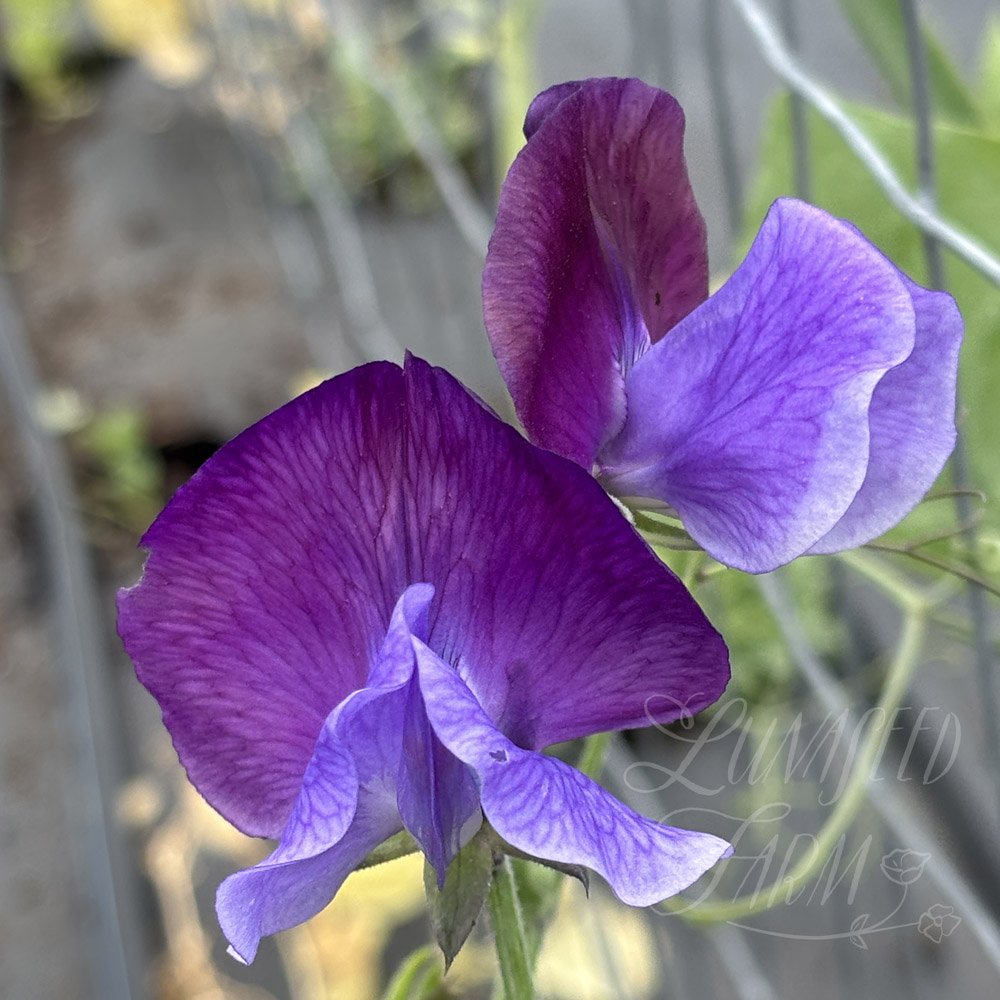 Sweet Pea Newby Blue