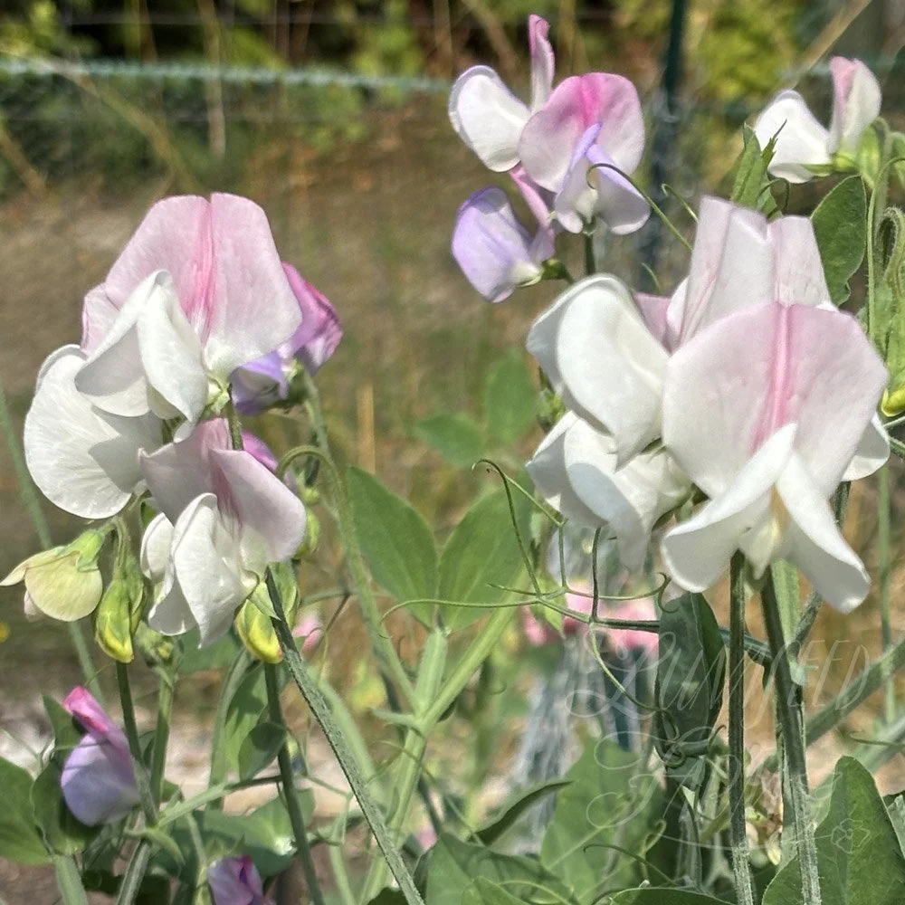 Solway Minuet Sweet Pea Sseeds