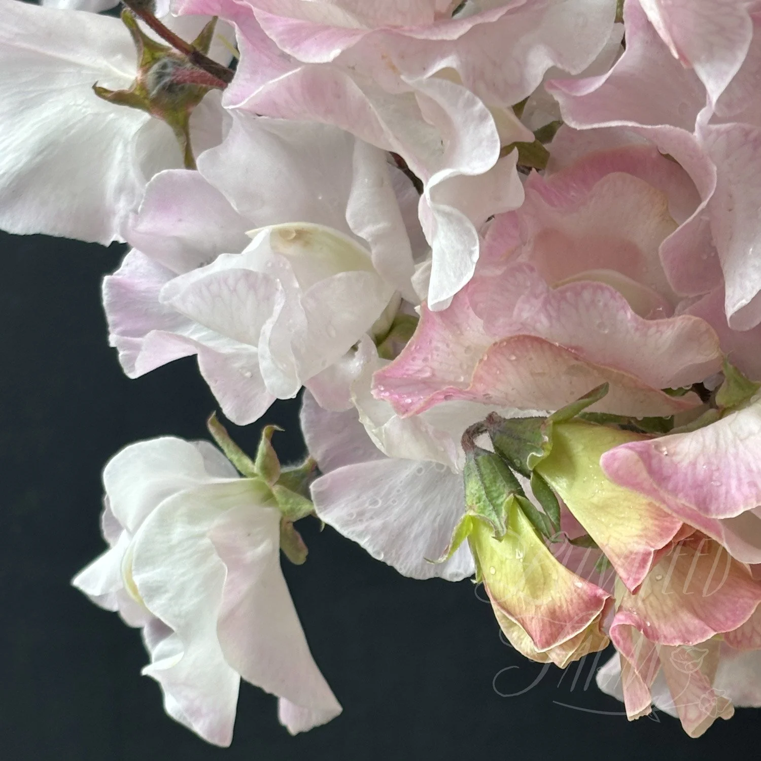 Deborah Devonshire Sweet Pea Seeds