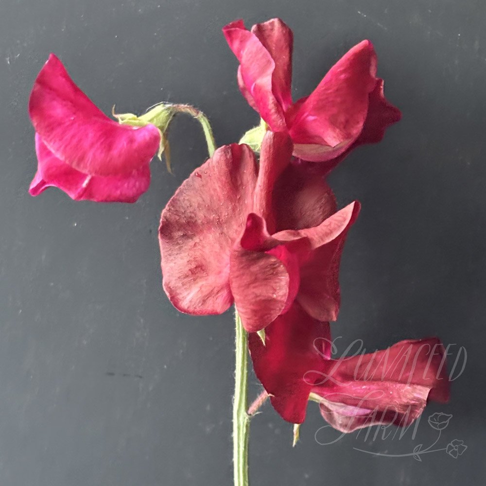 Rosemary Padley Sweet Pea