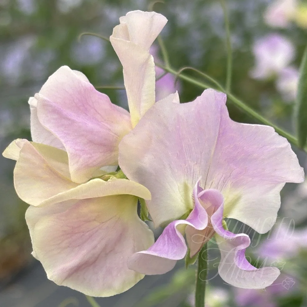 Sweet Pea Gerry Cullinan