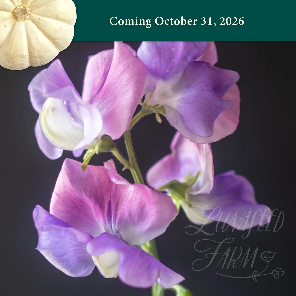 LSF_EllaMountbatten_sweetpea-Oct26.jpg