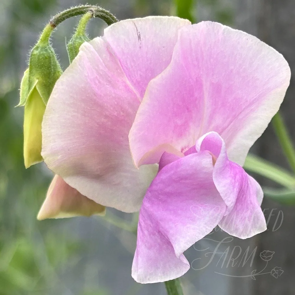 Mr R Chisholm Sweet Pea