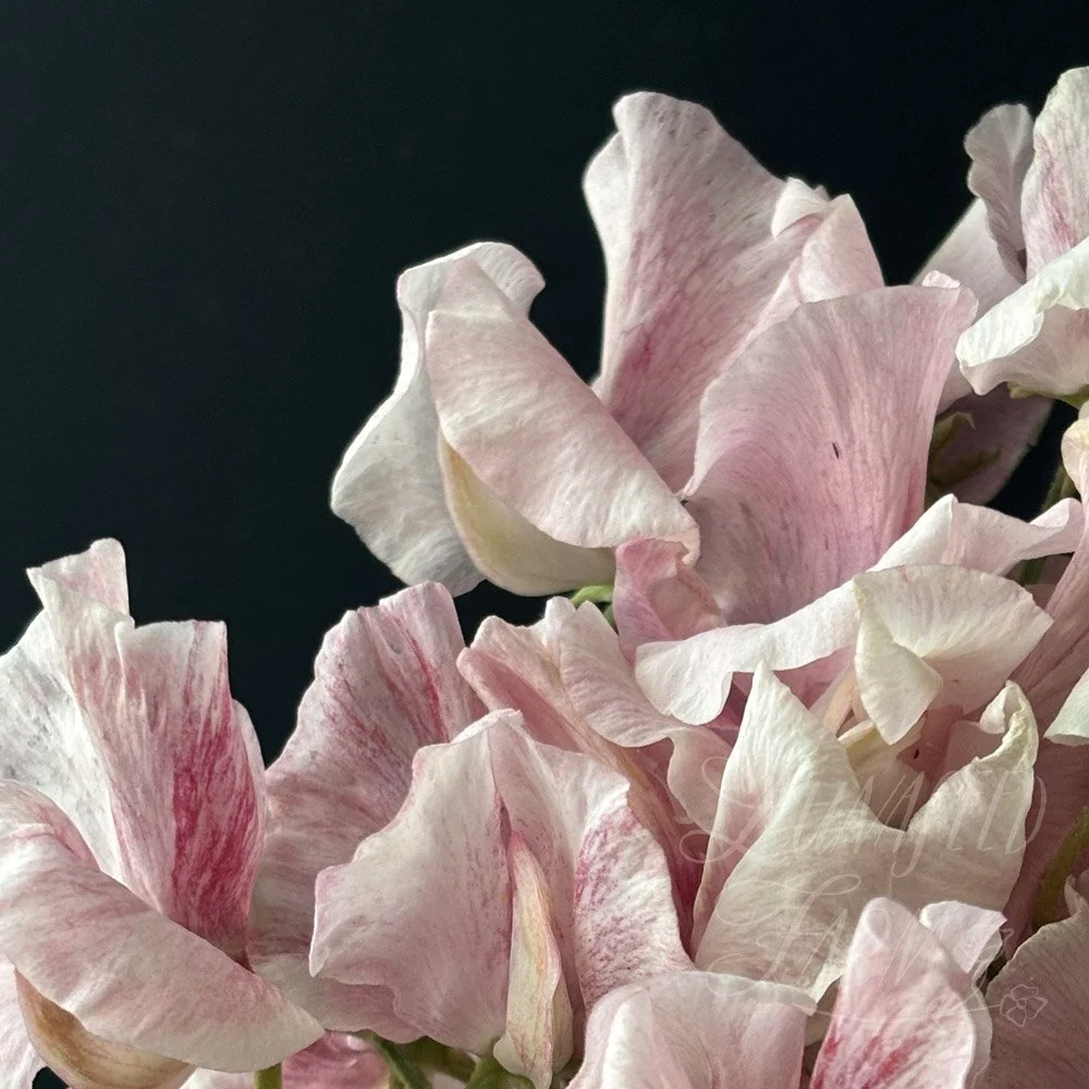 Scarlet Flake Sweet Pea
