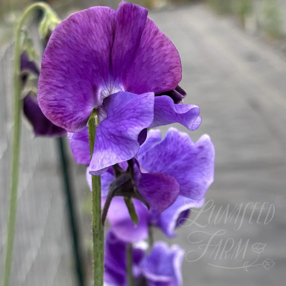 Newby Blue Sweet Pea