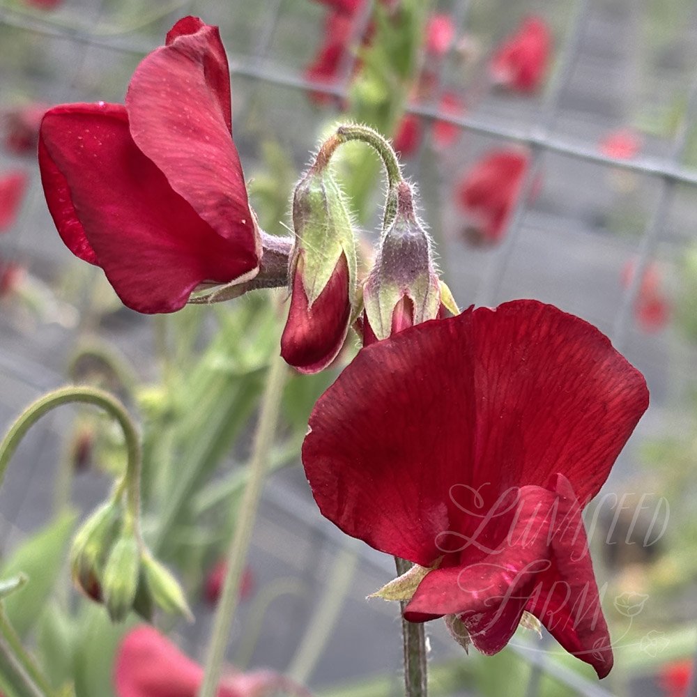 Sweet Pea Kenneth