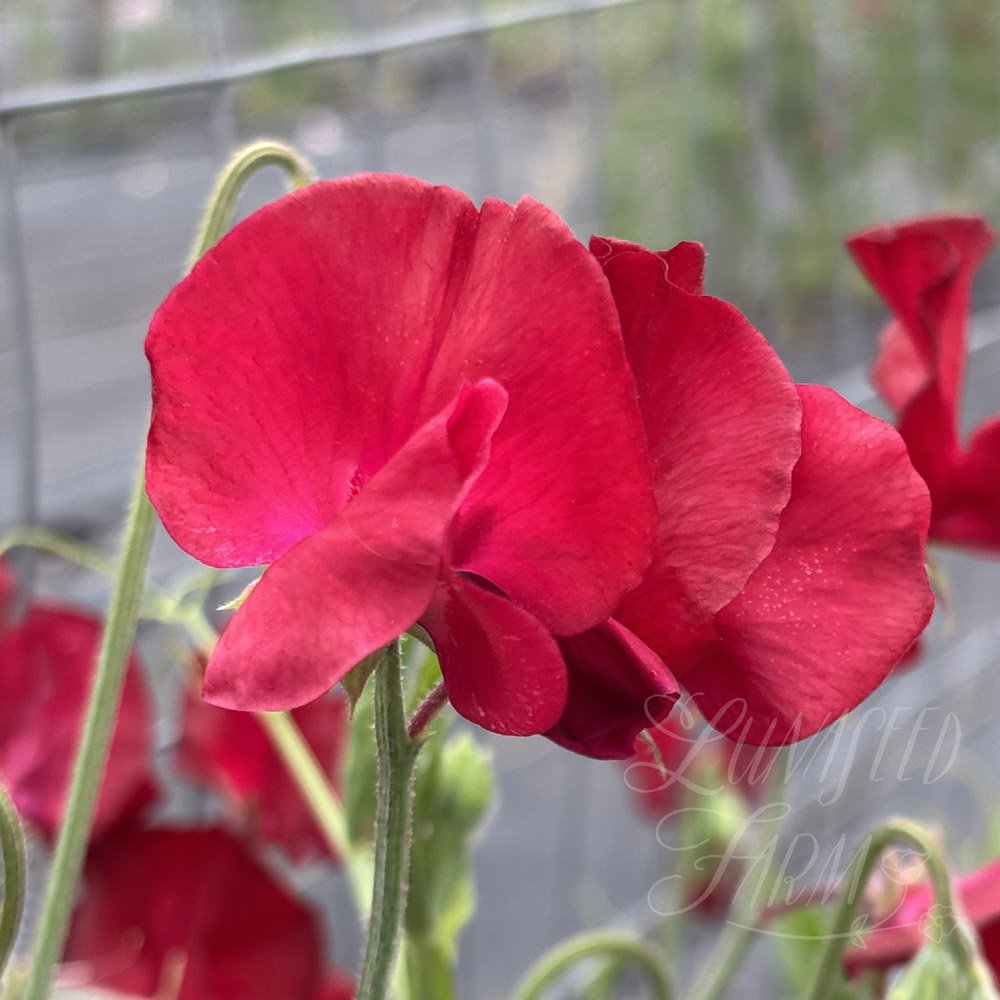 Winston Churchill Sweet Pea Seeds