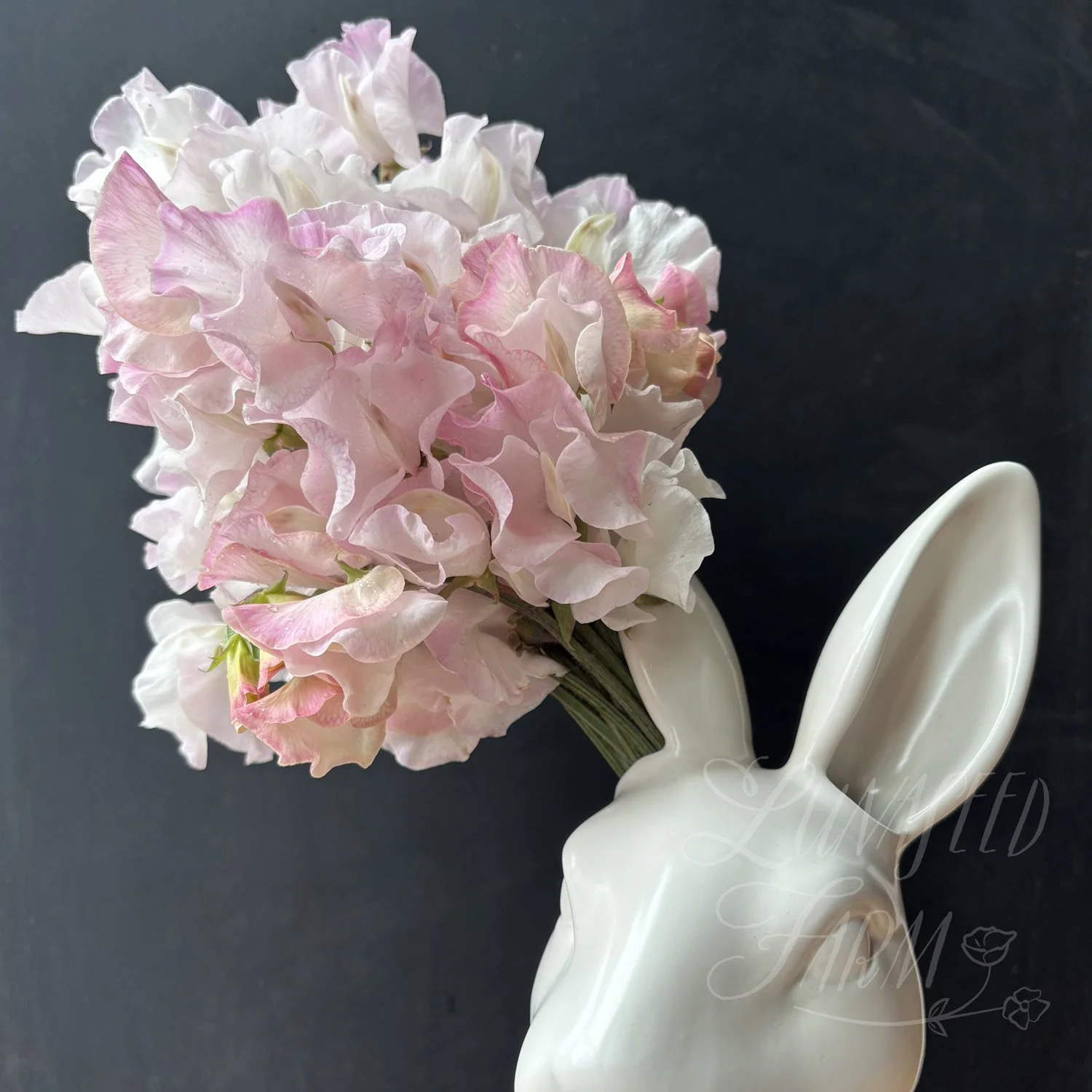 Deborah Devonshire Sweet Pea Seeds