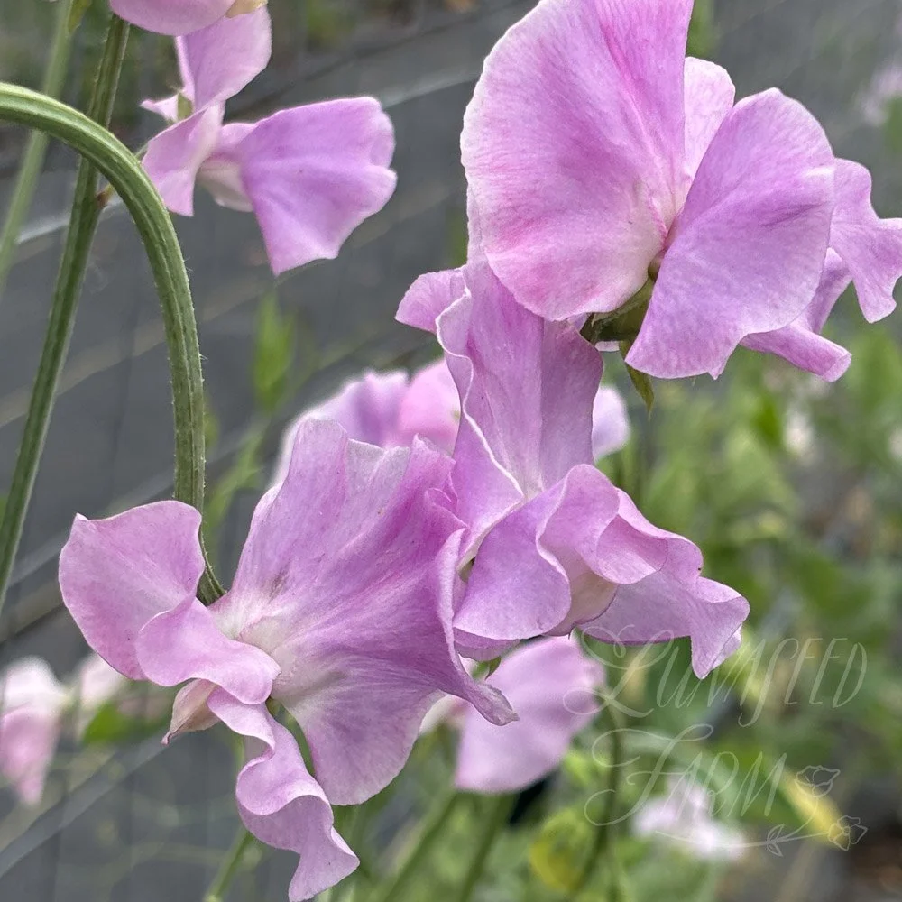 Mr R Chisholm Sweet Pea
