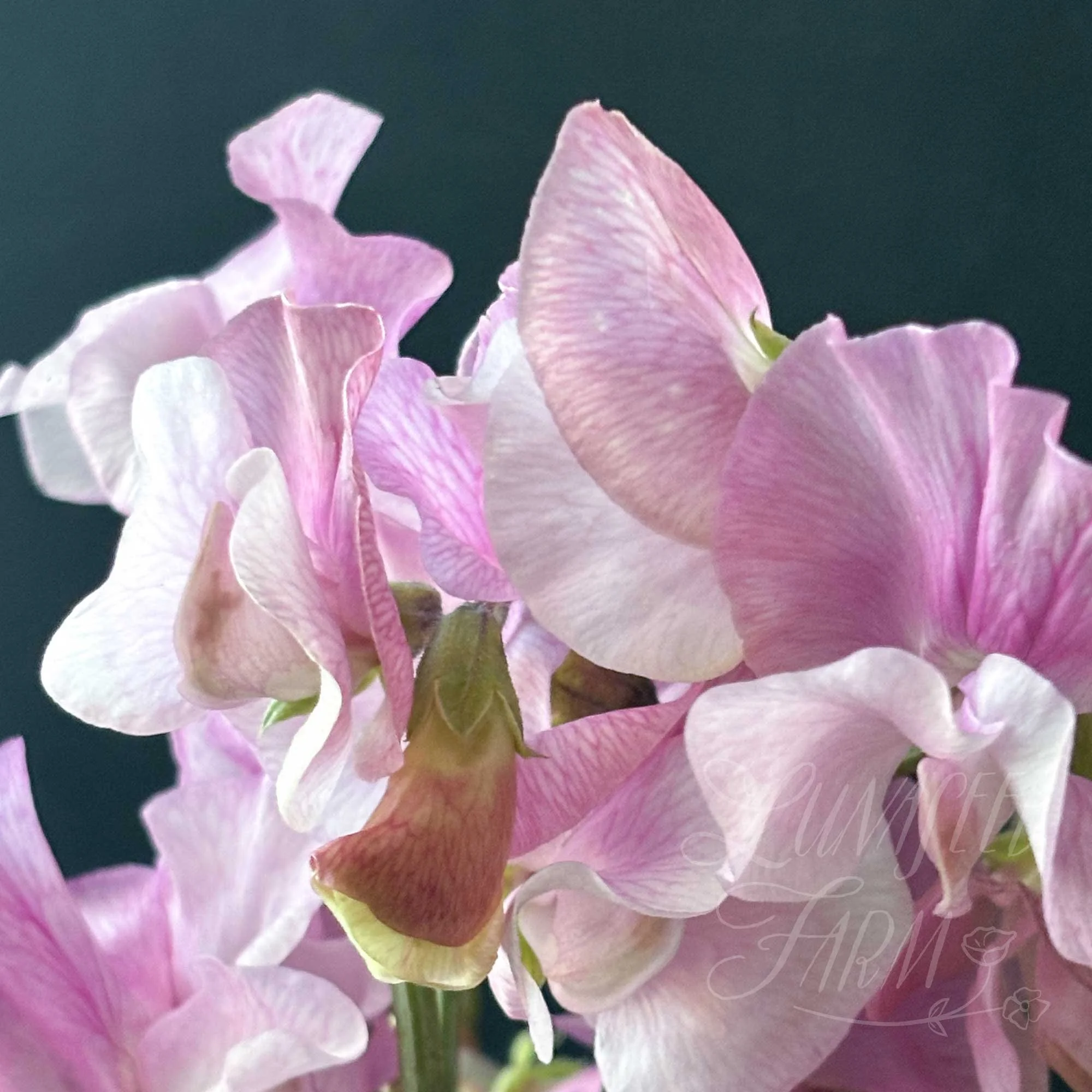 Audrey Kirkman Sweet Pea