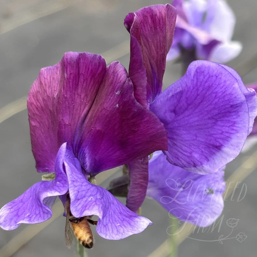 Sweet Pea Just Christine