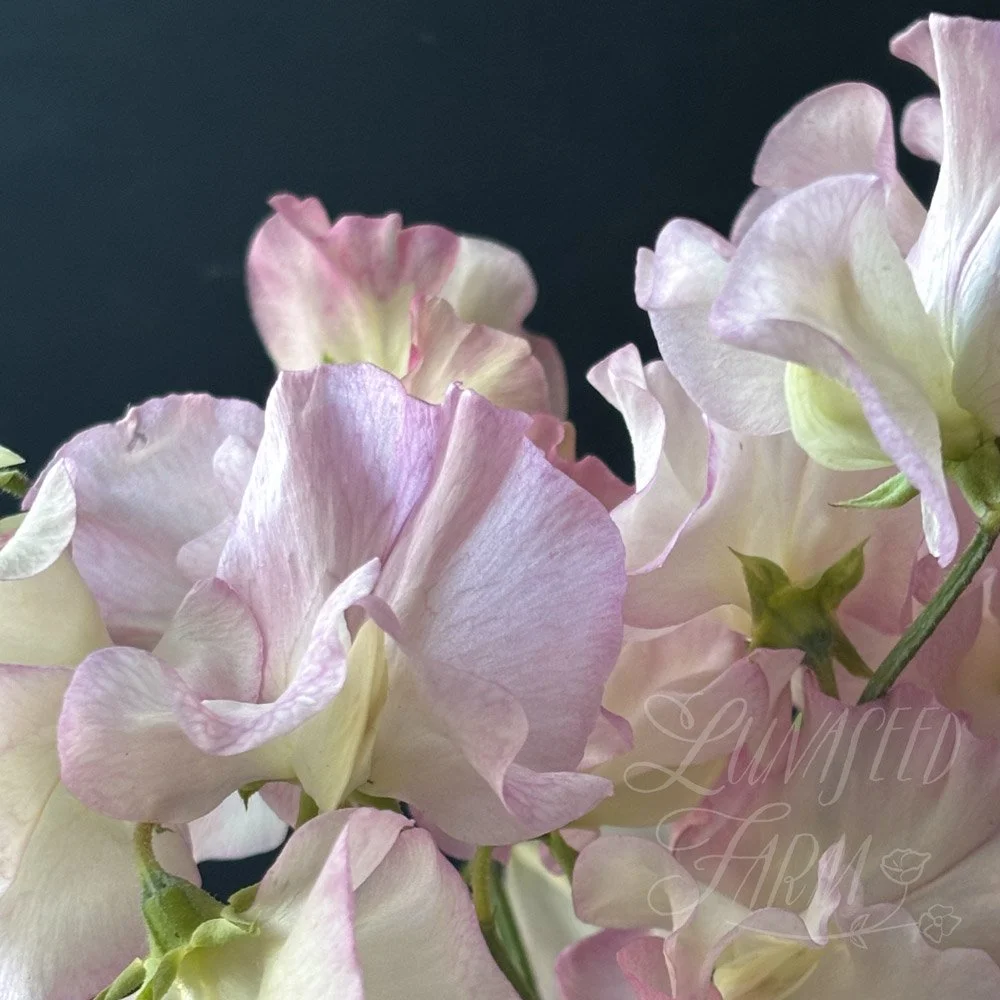 Elizabeth Shorthouse Sweet Pea