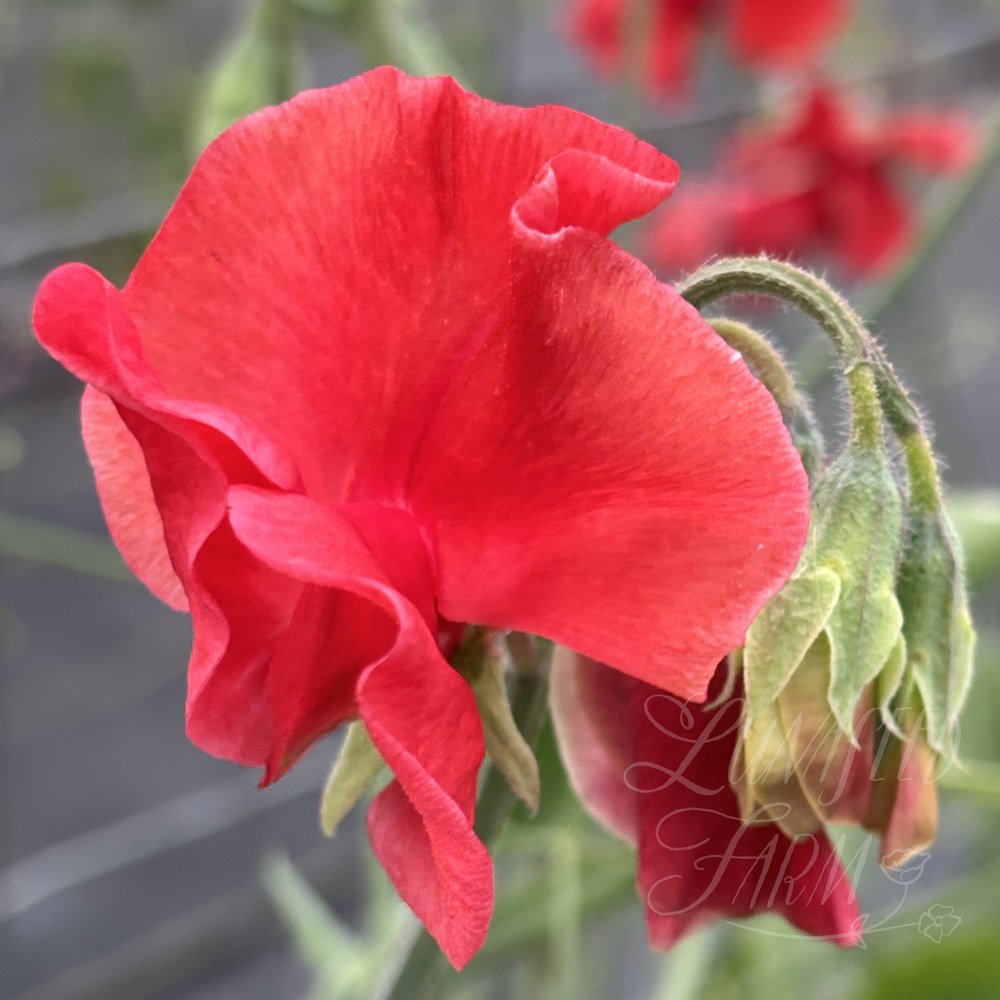 Sweet Pea Hannah Magovern