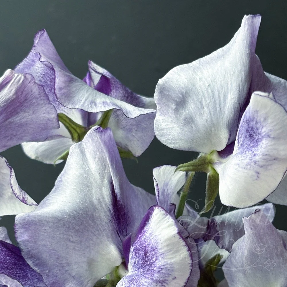 Francis Kate Sweet Pea