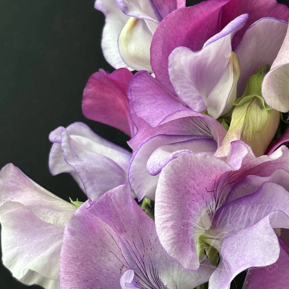 Solway Shimmer Sweet Pea