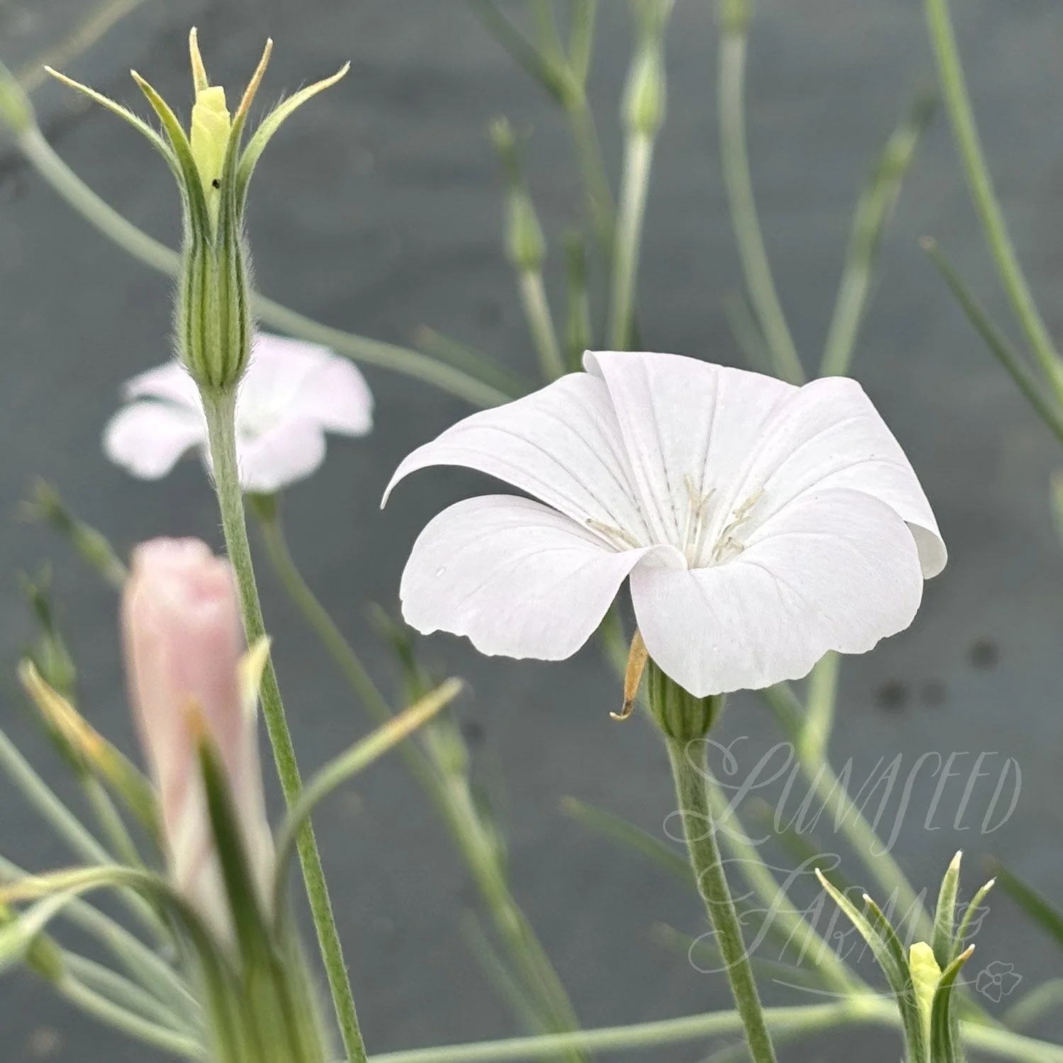 Blossom Pearl Agrostemma Corn Cockle Seed