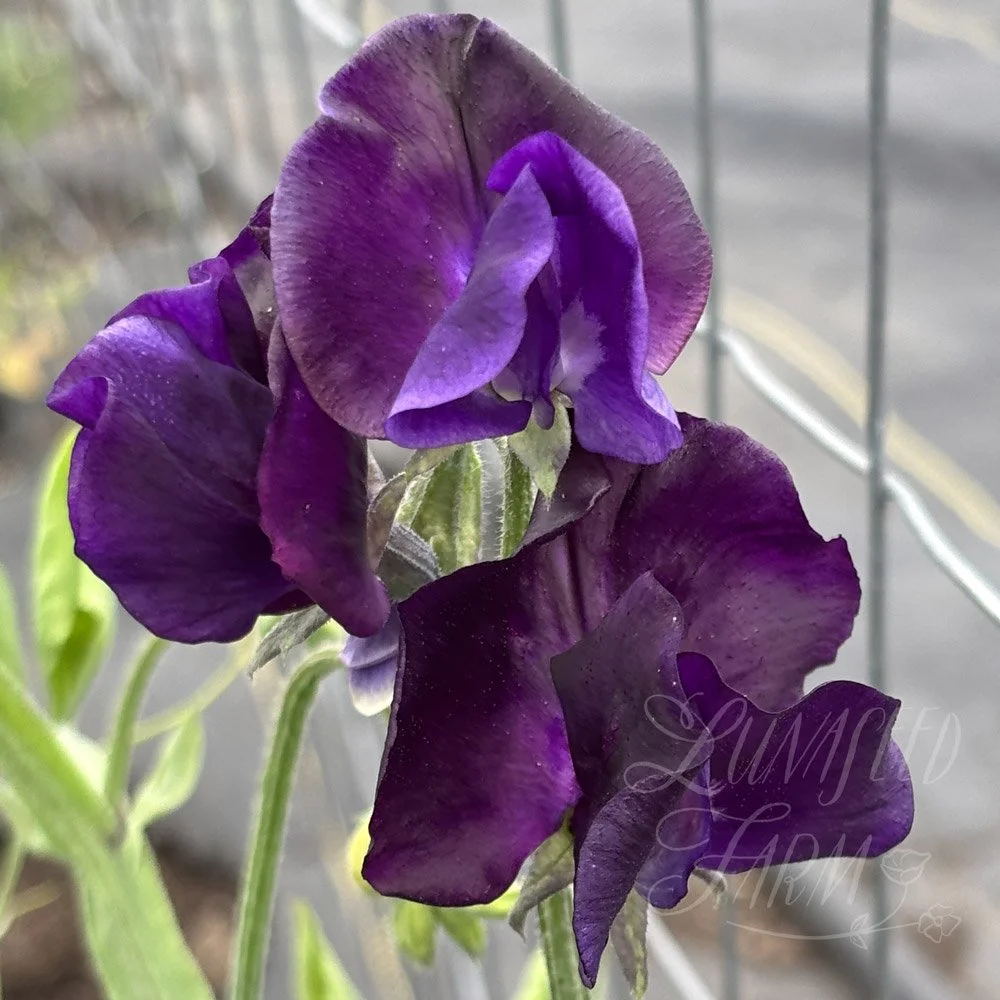 Ada Marie Sweet Pea